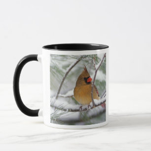 Taza Cardenal del norte hembra en pino nevado,