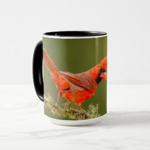 Taza Cardenal macho en rama
