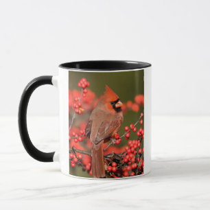 Taza Cardenal Norteño en Acebo Común