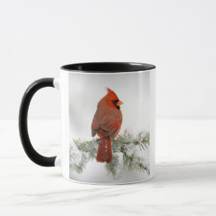 Taza Cardenal norteño macho en Cedro Atlas Azul