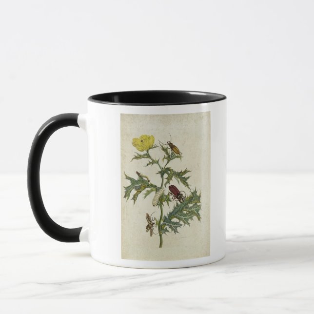 Taza Cardos Spinosus: Escarabajos y orugas, placa 6 (Izquierda)