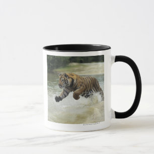 Taza Carga del tigre de Bengala (Panthera el Tigris el