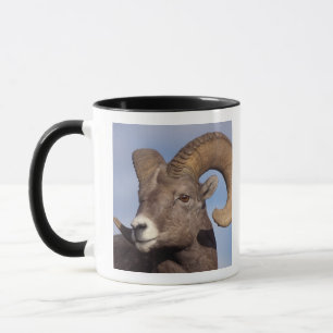 Taza carnero de grandes cuernos, borrego cimarrón, Ovis
