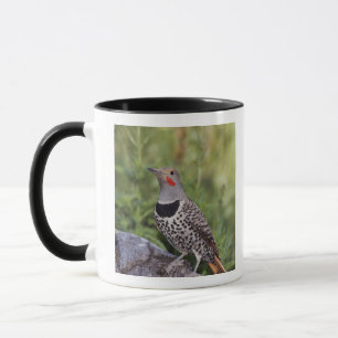 Taza Carpintero americano, Colaptes auratus, de eje roj