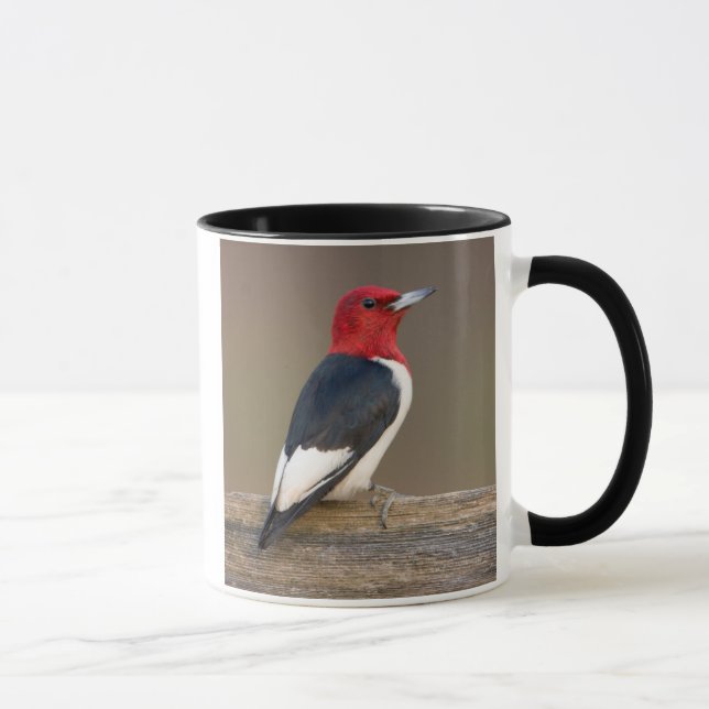Taza Carpintero de cabeza roja en cerca (Derecha)
