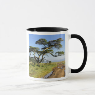 Taza Carretera de tierra y árbol de acacia, lago Nakuru