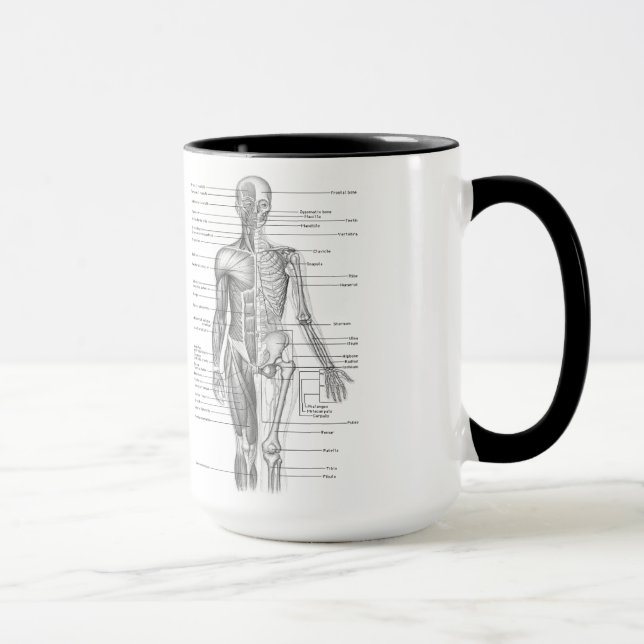 Taza Carta humana de la anatomía (Derecha)