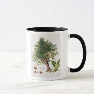 Taza Castaña dulce, grabada por A. Haase (litho del