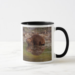 Taza castor, Castor canadensis, se va a nadar