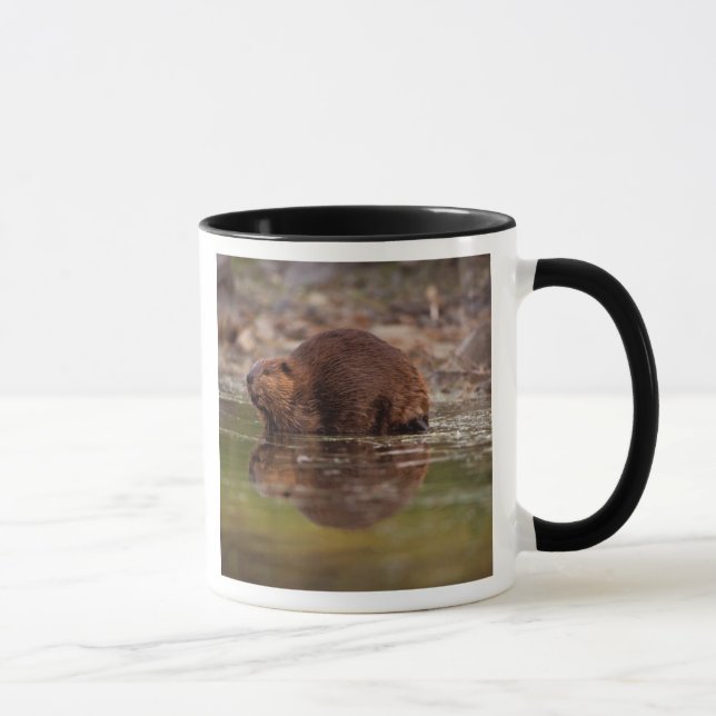 Taza castor, Castor canadensis, se va a nadar (Derecha)