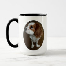Cavalier King Charles Spaniel