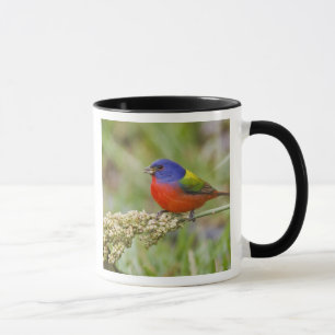 Taza Cazamoscas pintado (Passerian ciris) macho aliment