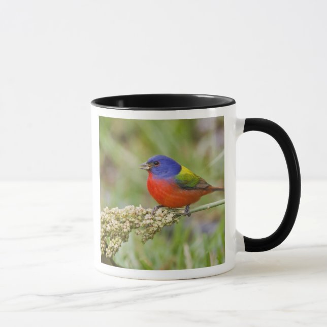Taza Cazamoscas pintado (Passerian ciris) macho aliment (Derecha)