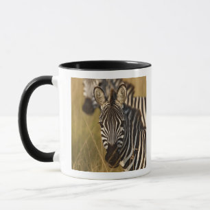 Taza Cebra de Burchell en hierba alta de verano, Masai