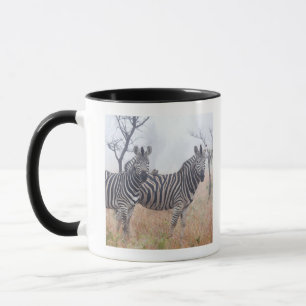 Taza Cebras en el polvo de la madrugada, nacional de