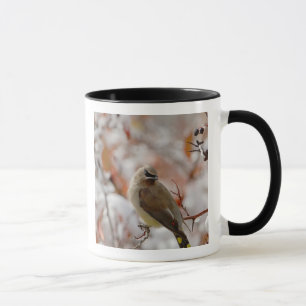 Taza Cedar Waxwing de adultos con espino dorsal y nieve