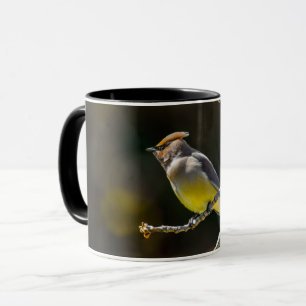Taza Cedar Waxwing Songbird Foto original de ave silves