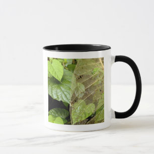 Taza Centroamérica, Costa Rica, Sarapiqui, Braulio