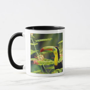 Taza Centroamérica, Honduras. Toucan con la factura de