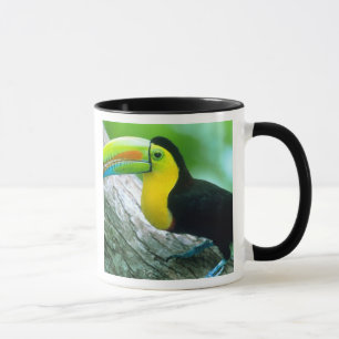 Taza CENTROAMÉRICA, Panamá, Isla Barro Colorado 2