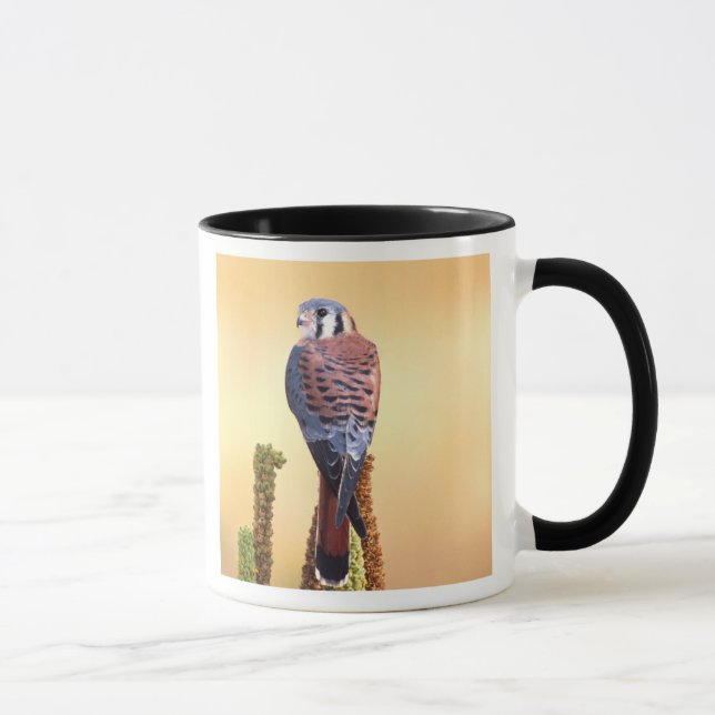 Taza Cernícalo americano, Falco sparverius, Nativo de E (Derecha)