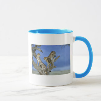 Taza Cheetahs
