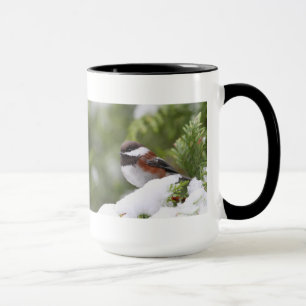 Taza Chickadee en nieve en un árbol de cedro