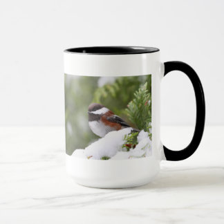 Taza Chickadee en nieve en un árbol de cedro