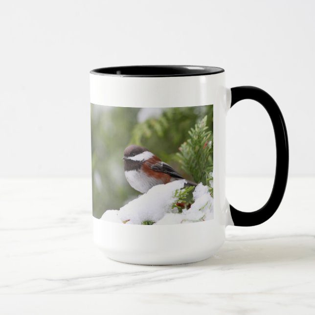 Taza Chickadee en nieve en un árbol de cedro (Derecha)