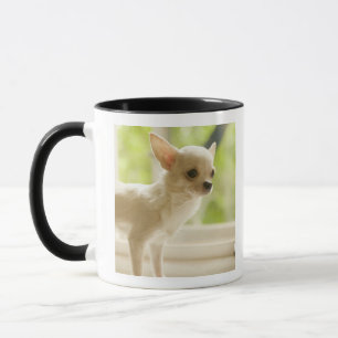 Taza Chihuahua