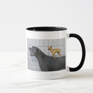 Taza Chihuahua en la parte posterior de great dane