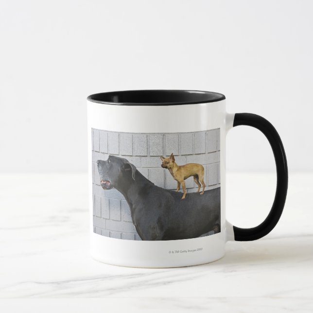 Taza Chihuahua en la parte posterior de great dane (Derecha)