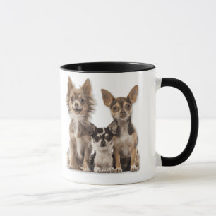 Taza Chihuahua Puppies