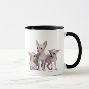 Taza Chihuahua sin pelo (5 y 7 meses)