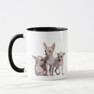 Taza Chihuahua sin pelo (5 y 7 meses)