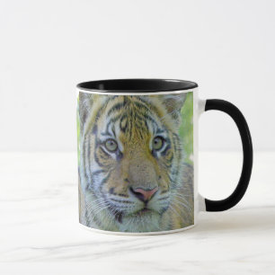 Taza Cierre de Cub de tigre encima del retrato