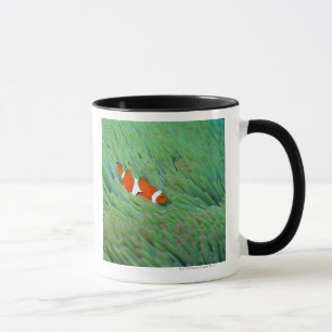 Taza Ciérrese para arriba de un pescado de anémona de