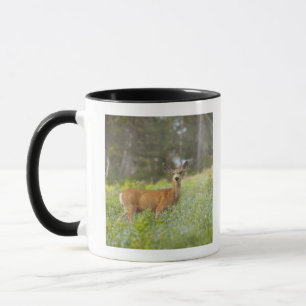 Taza Ciervo mula (hemionus del Odocoileus) en prado