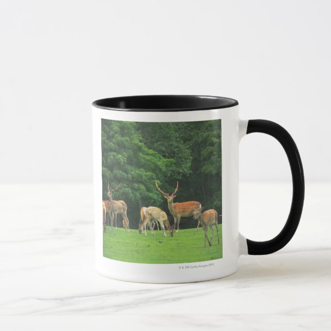 Taza Ciervos de Sika que se colocan en un claro (Derecha)