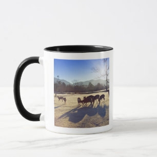 Taza Ciervos en parque en Nara, prefectura de Nara,