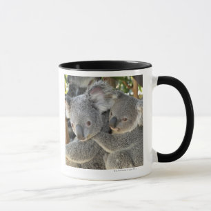 Taza Cinereus Queensland del Phascolarctos de la koala.