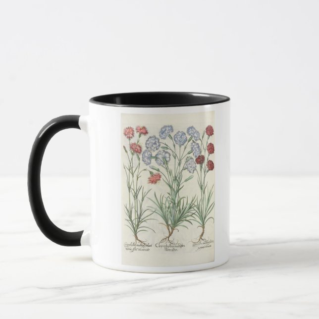 Taza Claveles: albo múltiplex del flore 1.Caryophyllus; (Izquierda)