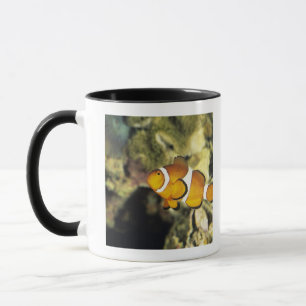 Taza Clownfish comunes (ocellaris del Amphiprion),