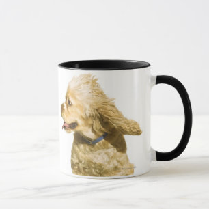 Taza Cocker spaniel