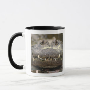 Taza Cocodrilo americano