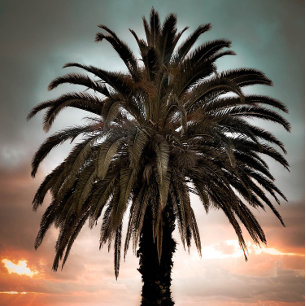 Taza Coffee Mug Viviendo mi mejor palmera de vida y pue