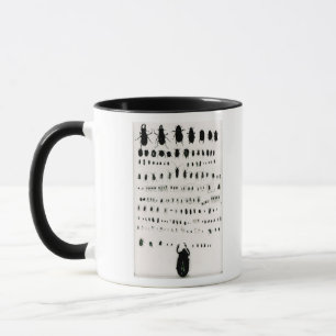 Taza Colección del insecto de Darwin