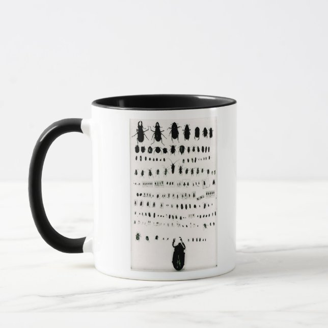 Taza Colección del insecto de Darwin (Izquierda)