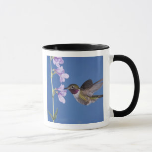 Taza Colibrí de cola ancha, Selasphorus