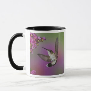 Taza Colibrí garganta rubí macho juvenil